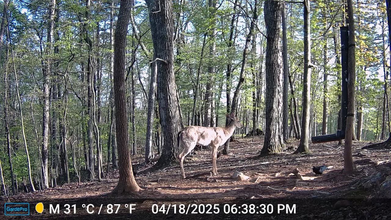 The Woods – 04/19/2025