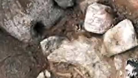 The Maya Cave of Blood: Where Shadows Dance with Skulls