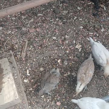 Gamefowl Chicks