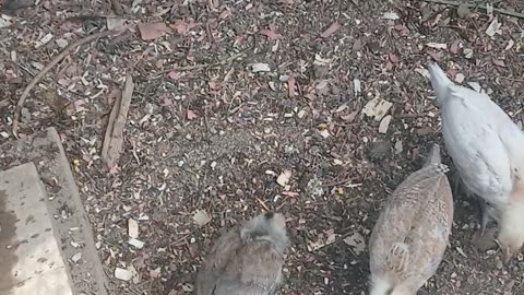 Gamefowl Chicks