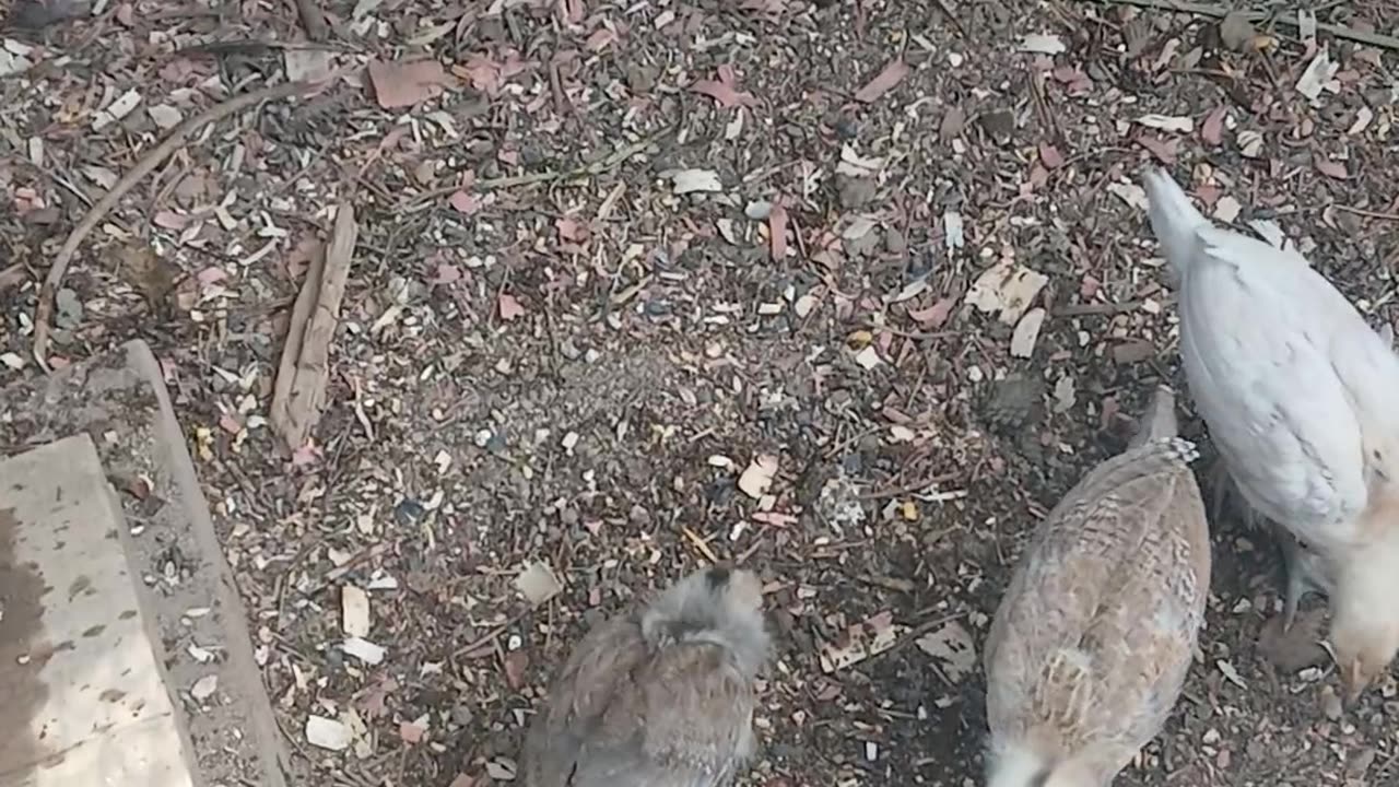 Gamefowl Chicks