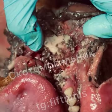 Ukraine Russia conflict /SMO/war combat footage 11/4/2025