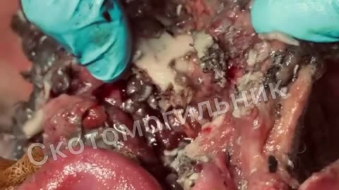 Ukraine Russia conflict /SMO/war combat footage 11/4/2025