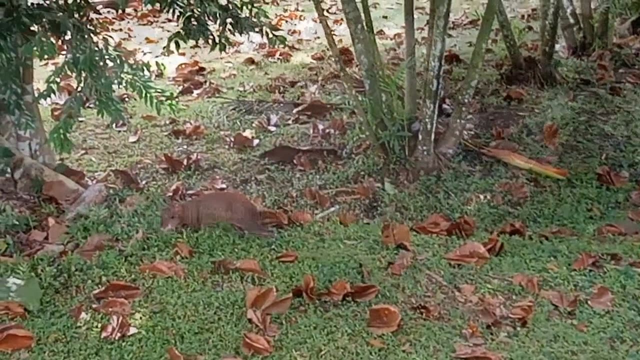 Ciudad de Panama ll. (Panama)