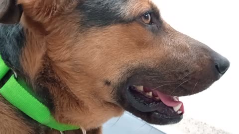 Blaine 3y A863417 kennel 189 PACC shelter always been groovy 2 me, we're finding our way2025831606