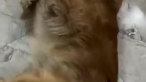 Cute dog
