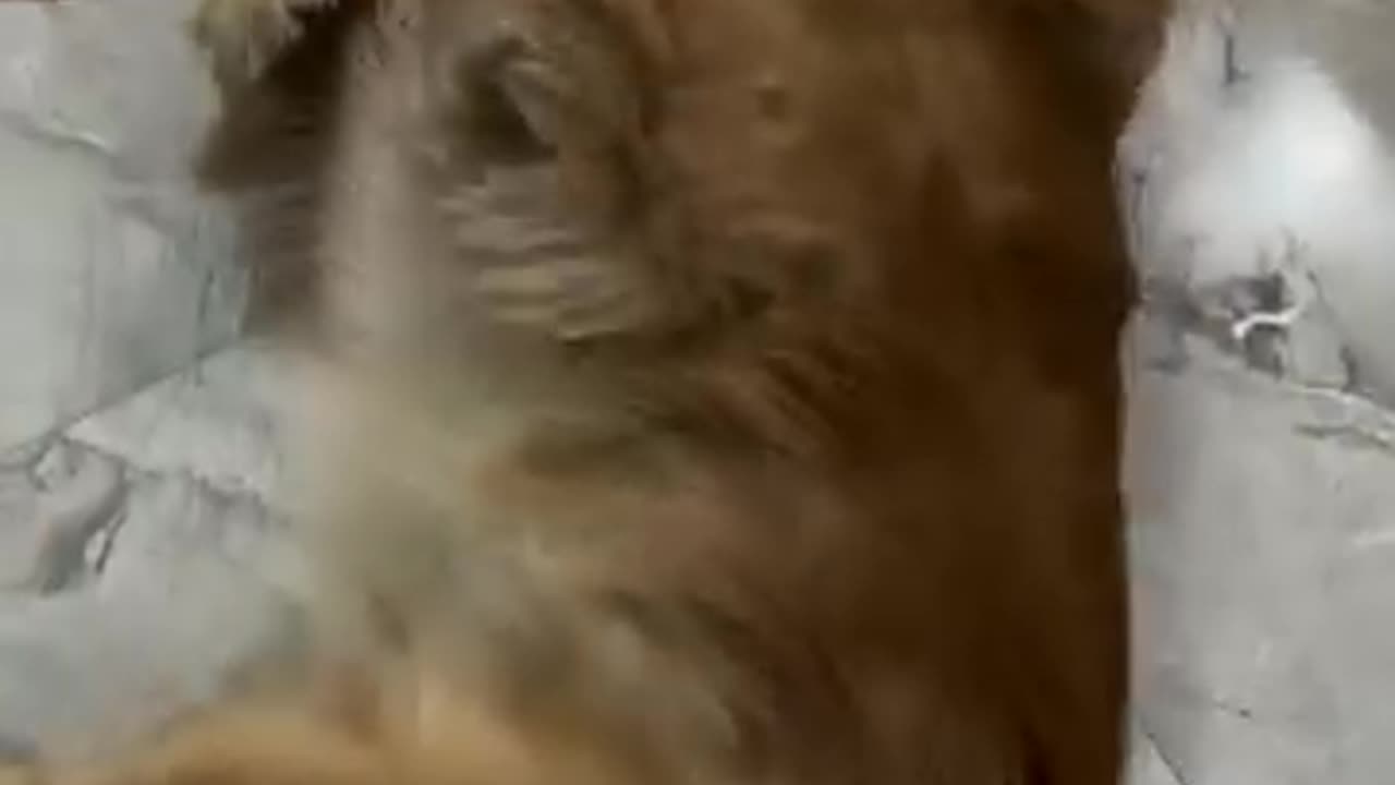 Cute dog