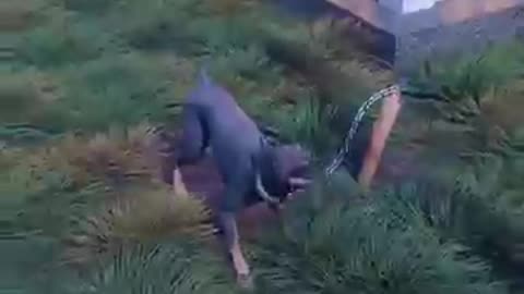 They Shot Her Instead Of The Dog 😱