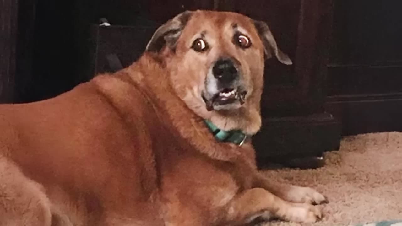 99.9% Can’t stop laughing at these dogs 😂