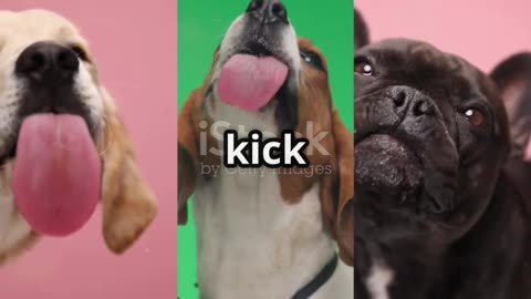 🐶 How a dog’s mental system works?