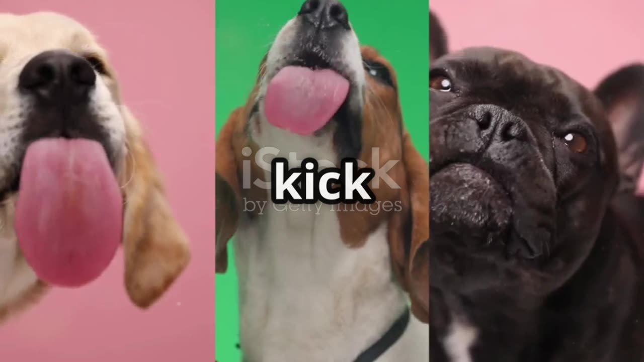 🐶 How a dog’s mental system works?