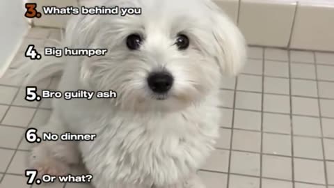 Ranking Dogs Understanding Human