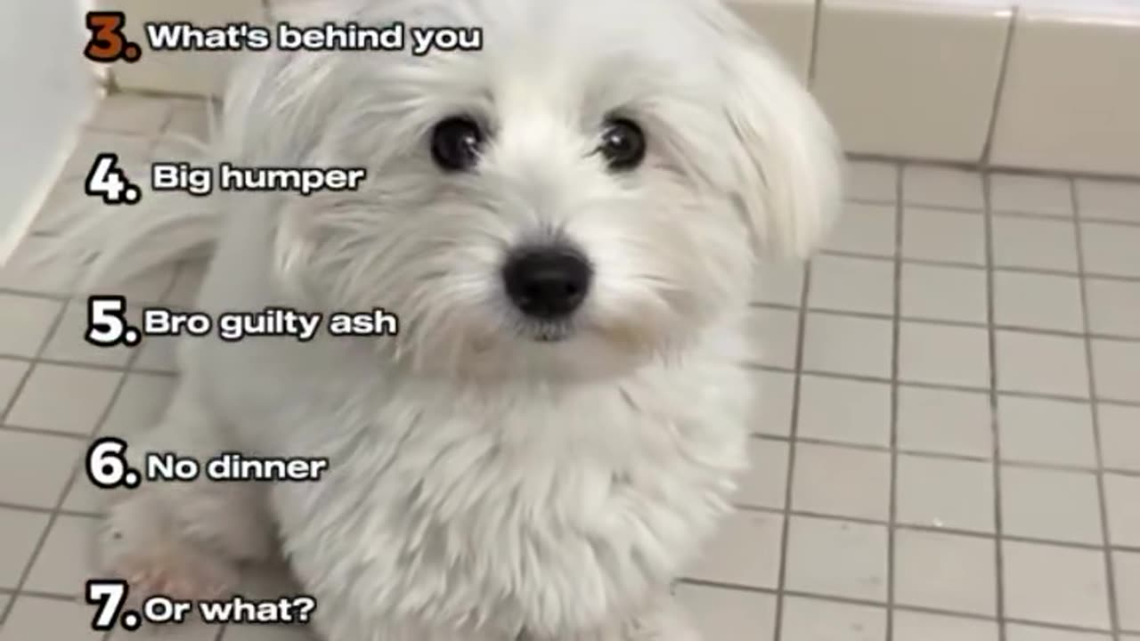 Ranking Dogs Understanding Human