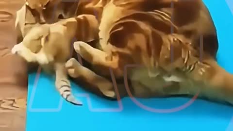 Funny animals video