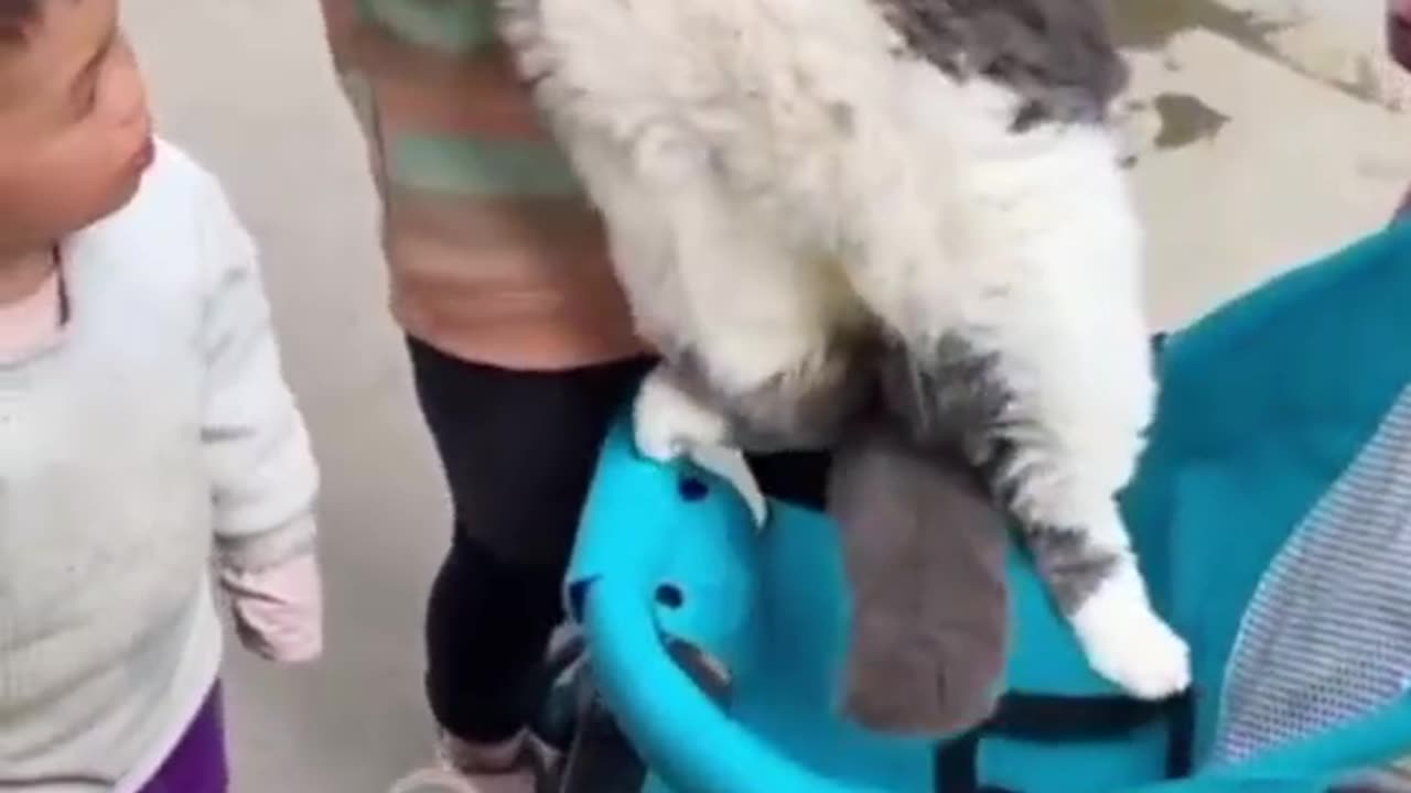 "Chubby Cat Alert! πΊπ Too Cute!"
