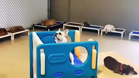 🐶😅 Doggy Daycare Drama: You Won't Believe What Happens! | FunFM