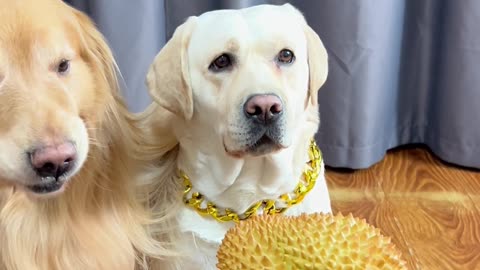 狗狗：我就是个凑热闹的！不关我事啊！Dog: I'm just a join in the fun! It's none of my business!