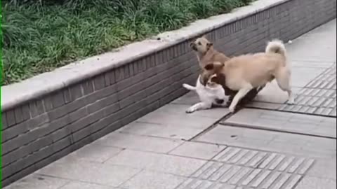 Best Funny