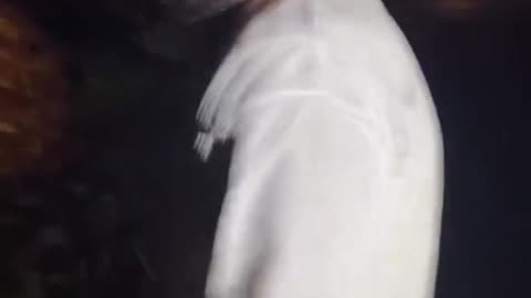 Suspect Challenge