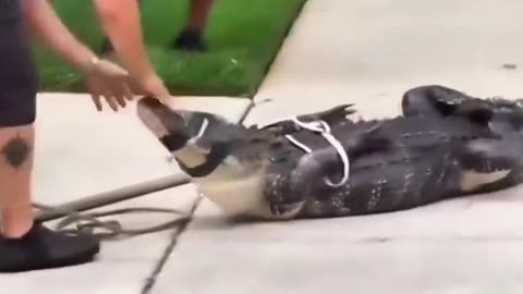 Guy Shows Off with Tied Gator — Gets Knocked Out Cold