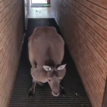 Kangaroo tales only in Australia 🇦🇺