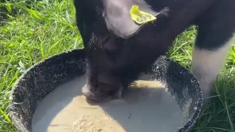 Talk about eating like a pig !!
