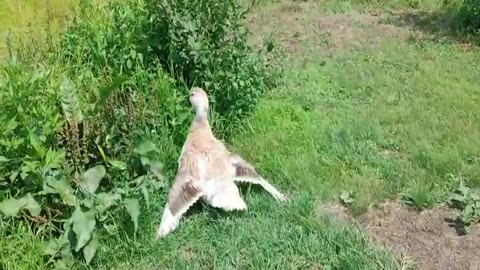 Victoria loose during the day