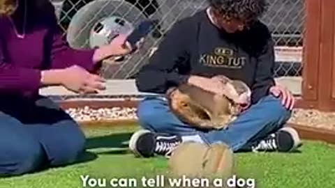 Guy Rescues Teeniest Frenchie Puppy