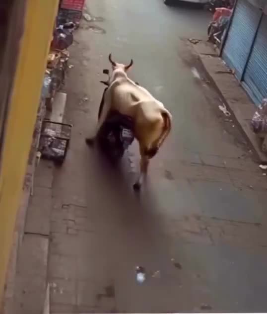 Nobody would have believed that a cow stole a motorbike unless it was recorded