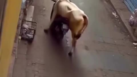 Nobody would have believed that a cow stole a motorbike unless it was recorded