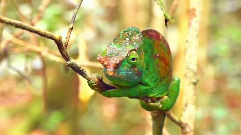 INCREDIBLE WILDLIFE VIDEO 📸/WATCH FULL VIDEO /4K VIDEO 🔥🌎