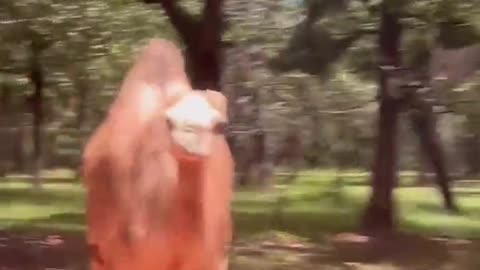 😱🐫 Camel's Safari Chase! | FunFM