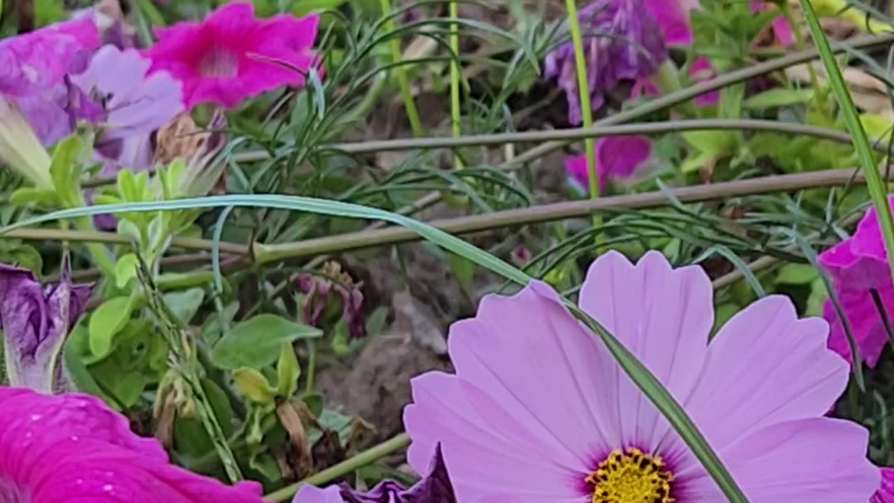 Bee wakes up in the middle of the intersection of Lucille Ball and Petunia Avenues