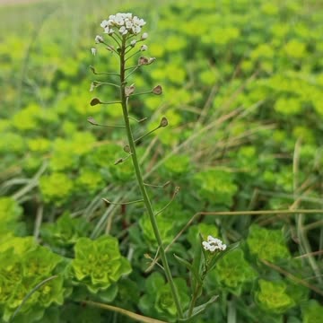 A Blossom Amidst Endless Greenery