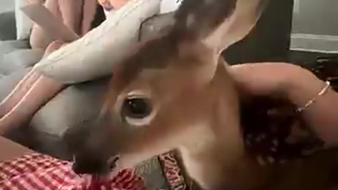 A farmer timely rescued a deer that was trapped under a harvester and then