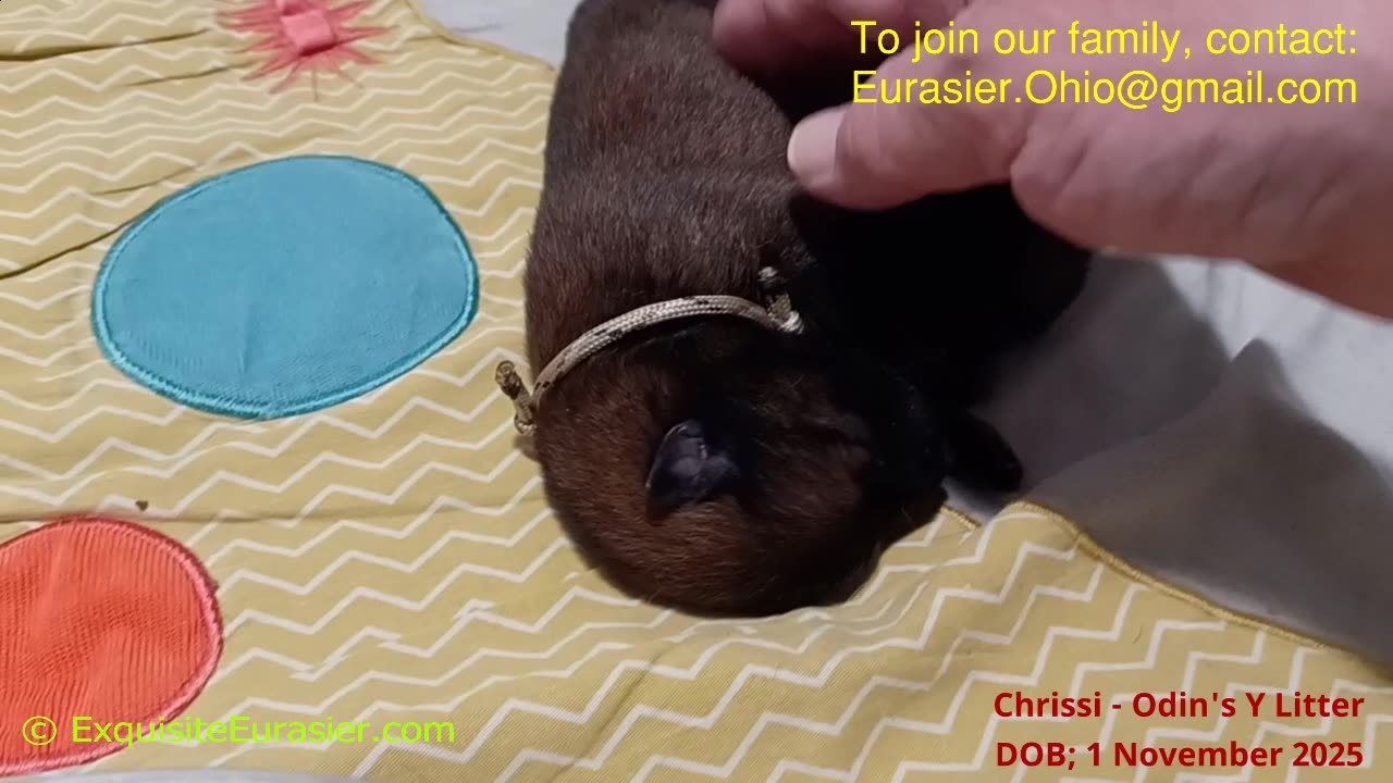 Exquisite Eruasier Chrisi's Y Litter Puppies