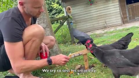 A crow has joined a flock of chicken