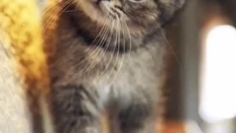 Feline Fun | Cats That Will Steal Your Heart 💕🐾