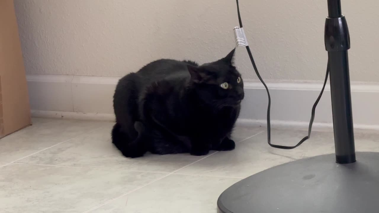 Cute Precious Piper is a Fan Guard - Adopting a Cat from a Shelter Vlog
