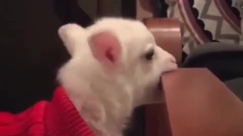 🤣😋 Has to Be Yummy! Watch This Animal’s Taste Test | FunFM