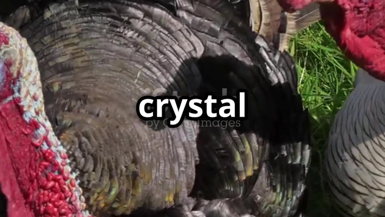 The Telltale Differences Between Male & Female Turkeys 🦃 | Easy Guide