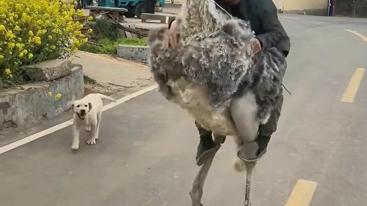 This bird is really big