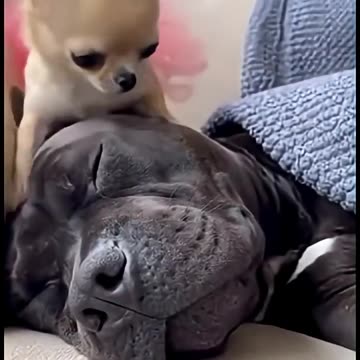 Chihuahua Videos😂😂😂