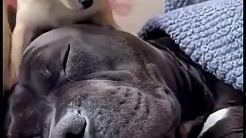 Chihuahua Videos😂😂😂