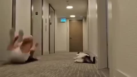 Funniest cat and dog videos