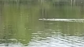 Florida has Gators in all bodies of water 🙏 stay safe