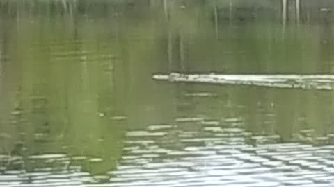 Florida has Gators in all bodies of water 🙏 stay safe