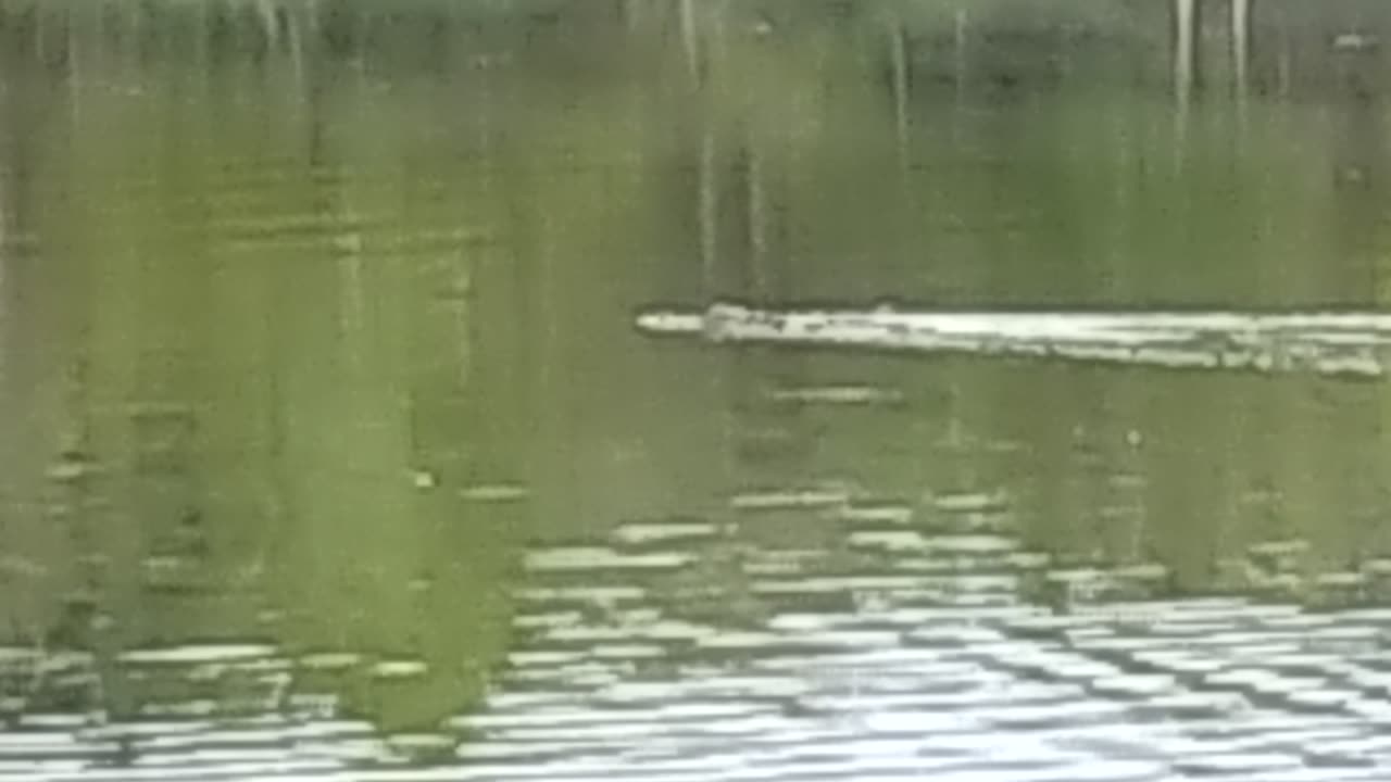 Florida has Gators in all bodies of water 🙏 stay safe