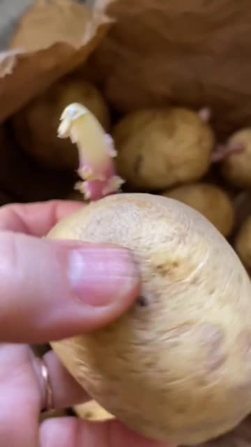 Hack: How to keep potatoes from sprouting (unless it's springtime and you're ready to plant them)