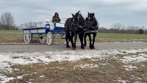 🔥 Percheron Mare Team for Sale – River & Spirit 🔥